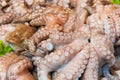 Fresh octopus Royalty Free Stock Photo