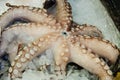 Fresh octopus closeup on display in fish department
