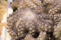 Fresh octopus on display at fish market Royalty Free Stock Photo