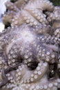 Fresh octopus on display at fish market Royalty Free Stock Photo