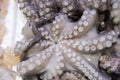 Fresh octopus on display at fish market Royalty Free Stock Photo