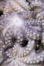 Fresh octopus on display at fish market Royalty Free Stock Photo