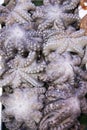 Fresh octopus on display at fish market Royalty Free Stock Photo