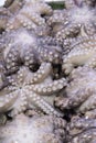 Fresh octopus on display at fish market Royalty Free Stock Photo