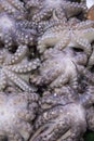 Fresh octopus on display at fish market Royalty Free Stock Photo