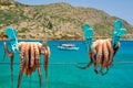 Fresh octopus drying on rope on sun with turquoise Aegean sea on background, Crete island, Greece Royalty Free Stock Photo