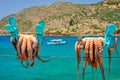 Fresh octopus drying on rope on sun with turquoise Aegean sea on background, Crete island, Greece Royalty Free Stock Photo