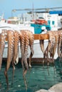 Fresh octopus drying on a stick in Greece Royalty Free Stock Photo