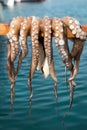 Fresh octopus drying on a stick in Greece Royalty Free Stock Photo