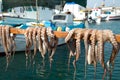 Fresh octopus drying on a stick in Greece Royalty Free Stock Photo