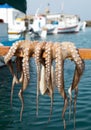 Fresh octopus drying on a stick in Greece Royalty Free Stock Photo
