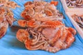 Fresh octopus at the fish market in Nice France Royalty Free Stock Photo