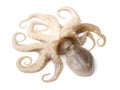 Fresh octopus Royalty Free Stock Photo