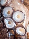 Fresh octopus limb or arm, extreme close up look