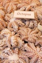 Fresh octopus for sale close up. Royalty Free Stock Photo