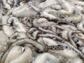 Fresh Octopus for sale in fish market in Portugal. Close up.