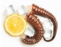 Fresh octopus tentacle with ice cubes and lemon slice on white background Royalty Free Stock Photo