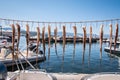 Fresh octopus tentacles drying on a wire in the sun in Molyvos harbor, Lesbos Island, Greece. Royalty Free Stock Photo