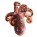 Fresh octopus on white background. Royalty Free Stock Photo