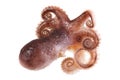 Fresh octopus on white background. Royalty Free Stock Photo