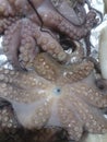 Fresh octopuses at the market Royalty Free Stock Photo