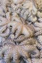 Fresh octopuses prepared to sell at the market Royalty Free Stock Photo