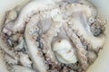 Fresh octopuses prepared to sell at the market Royalty Free Stock Photo