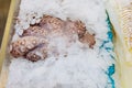 Fresh octopuses prepared to sell at the market Royalty Free Stock Photo