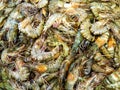 Fresh Prawns Royalty Free Stock Photo