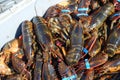 Fresh off the boat lobster Royalty Free Stock Photo