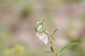 Fresh oil seeds flowers of oilseeds and unripe green fruits growing on Hybrid Thai variety of organic oilseed plant in agriculture Royalty Free Stock Photo