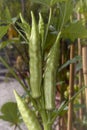Fresh Okra Abelmoschus esculentus Royalty Free Stock Photo