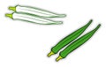 Fresh okra, illustration, vector Royalty Free Stock Photo