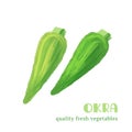 Fresh okra isolated on white background. Royalty Free Stock Photo