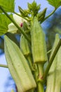 Fresh  okra Lady finger on nature background Royalty Free Stock Photo