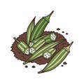 Fresh Okra in Soil Vector Illustration on White Background Royalty Free Stock Photo