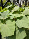 Fresh Okras Ladyfingers plants