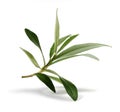 Fresh olive branch leaves Royalty Free Stock Photo