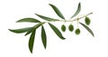 Fresh olive branch leaves and olive fruit isolated on white background Royalty Free Stock Photo