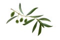 Fresh olive branch leaves and olive fruit isolated on white background Royalty Free Stock Photo