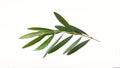 Fresh olive branch leaves isolated on white background Royalty Free Stock Photo