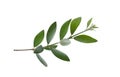 Fresh olive branch leaves isolated on white background Royalty Free Stock Photo