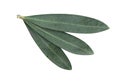 Fresh olive branch leaves isolated on white background Royalty Free Stock Photo