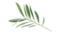 Fresh olive branch leaves isolated on white background Royalty Free Stock Photo