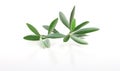 Fresh olive branch leaves isolated on white background Royalty Free Stock Photo