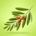 Fresh olive branches and olives with clipping path