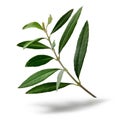 Fresh olive tree branch Royalty Free Stock Photo