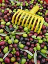 Fresh olives Royalty Free Stock Photo