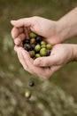 Fresh olives