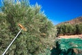 Fresh olives harvesting from agriculturists in a field of olive trees for extra virgin olive oil production. Royalty Free Stock Photo